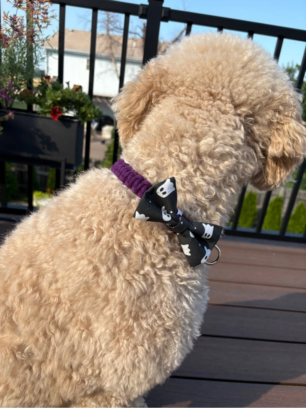 Purple Dog Collar - Size M 18”
